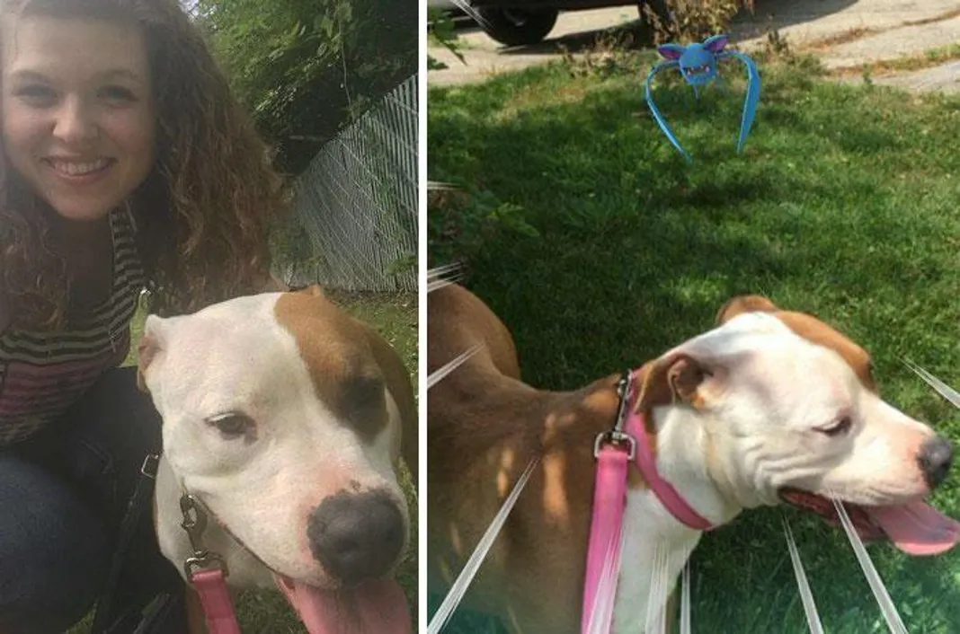 pokemon-go-dog-walking-animal-shelter-muncie-13