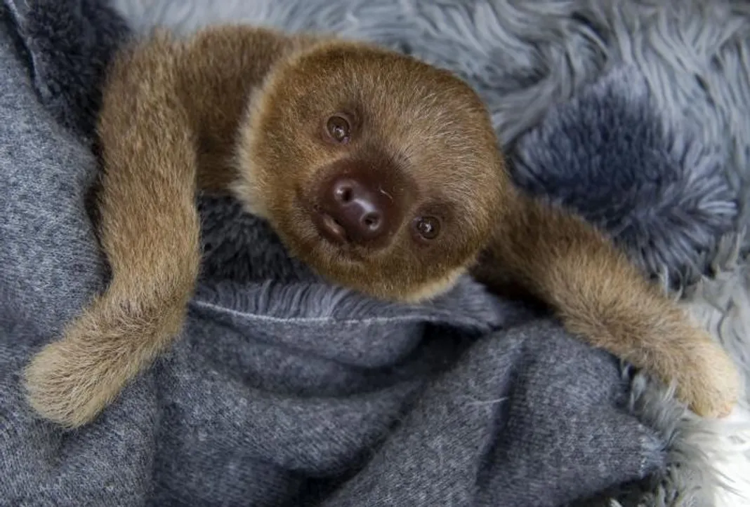 Sloth Sloth