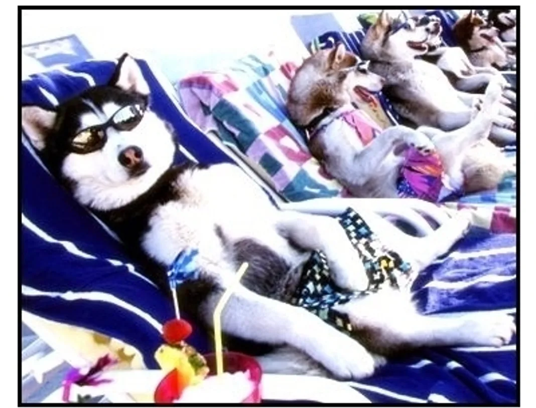 cuba gooding jr sled dog movie snow dogs cuba gooding jr sled dog movie snow dogs